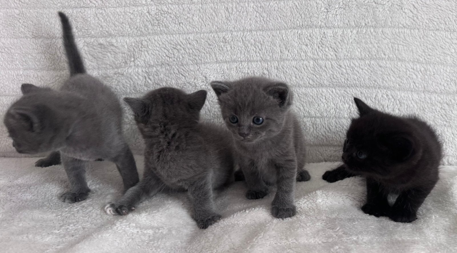 Grijze Kittens Grey Babycat 3x🩶 2x🖤, Poes, Ontwormd