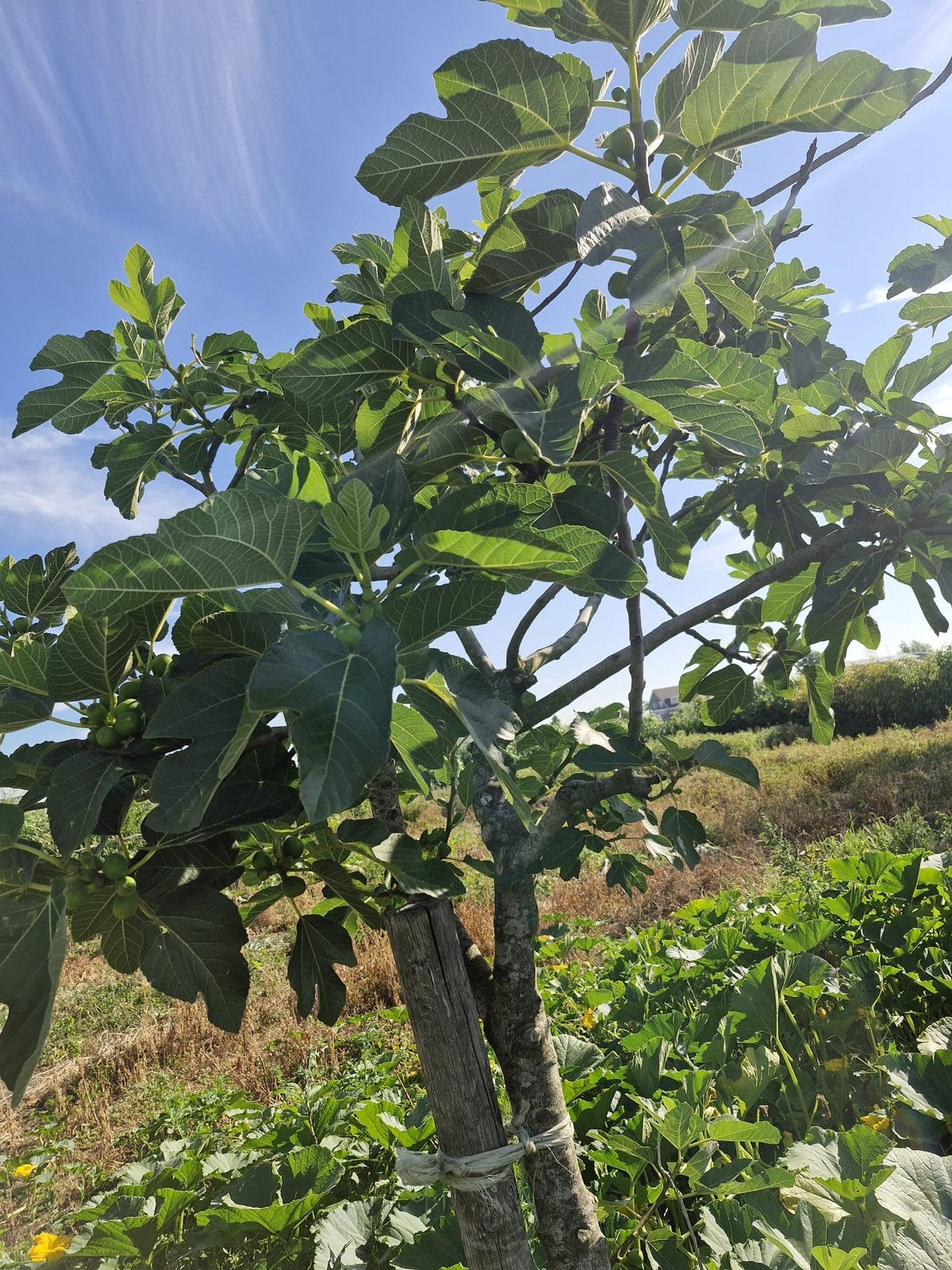 Vijgen boom, Ophalen of Verzenden, Volle zon, Knol