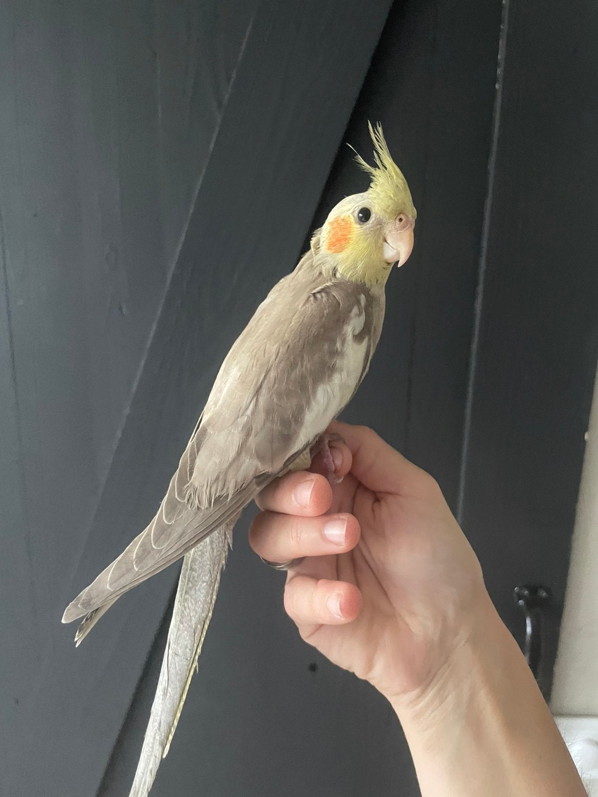 Tamme jonge valkparkiet cinnamon, Geslacht onbekend, Parkiet, Tam