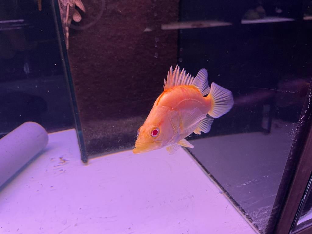 Sinipaca albino, Vis