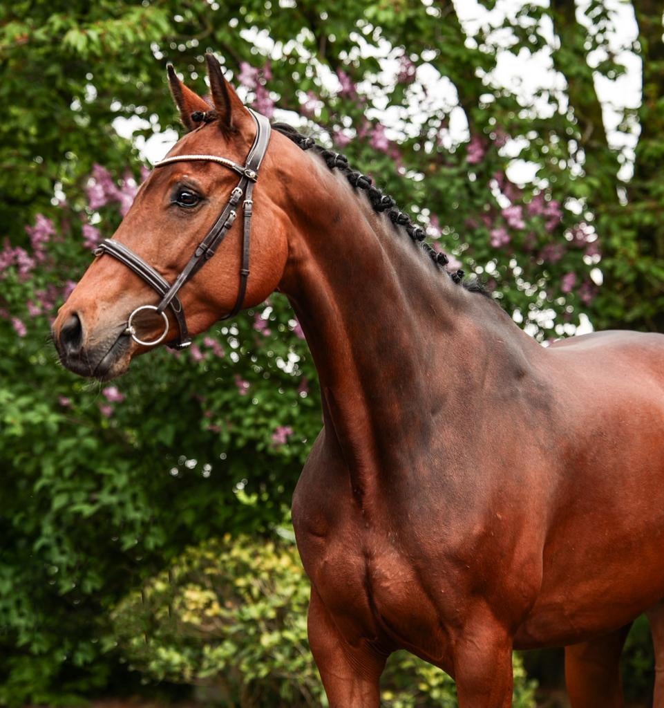 Fijne en mooie springmerrie!, Dieren en Toebehoren, Paarden, Merrie, Springpaard, Met stamboom, 3 tot 6 jaar