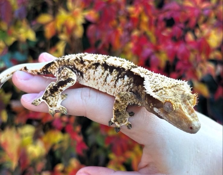 Wimpergekko 0.1 vrouw Leopard Gecko - female for sale from Goofy Reptiles