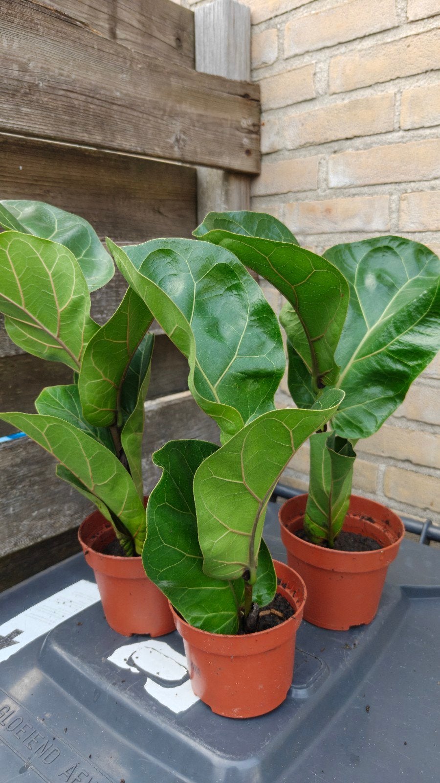 Ficus Lyrata - 3 st, Vaste plant, Bloeit niet, Halfschaduw, Ophalen