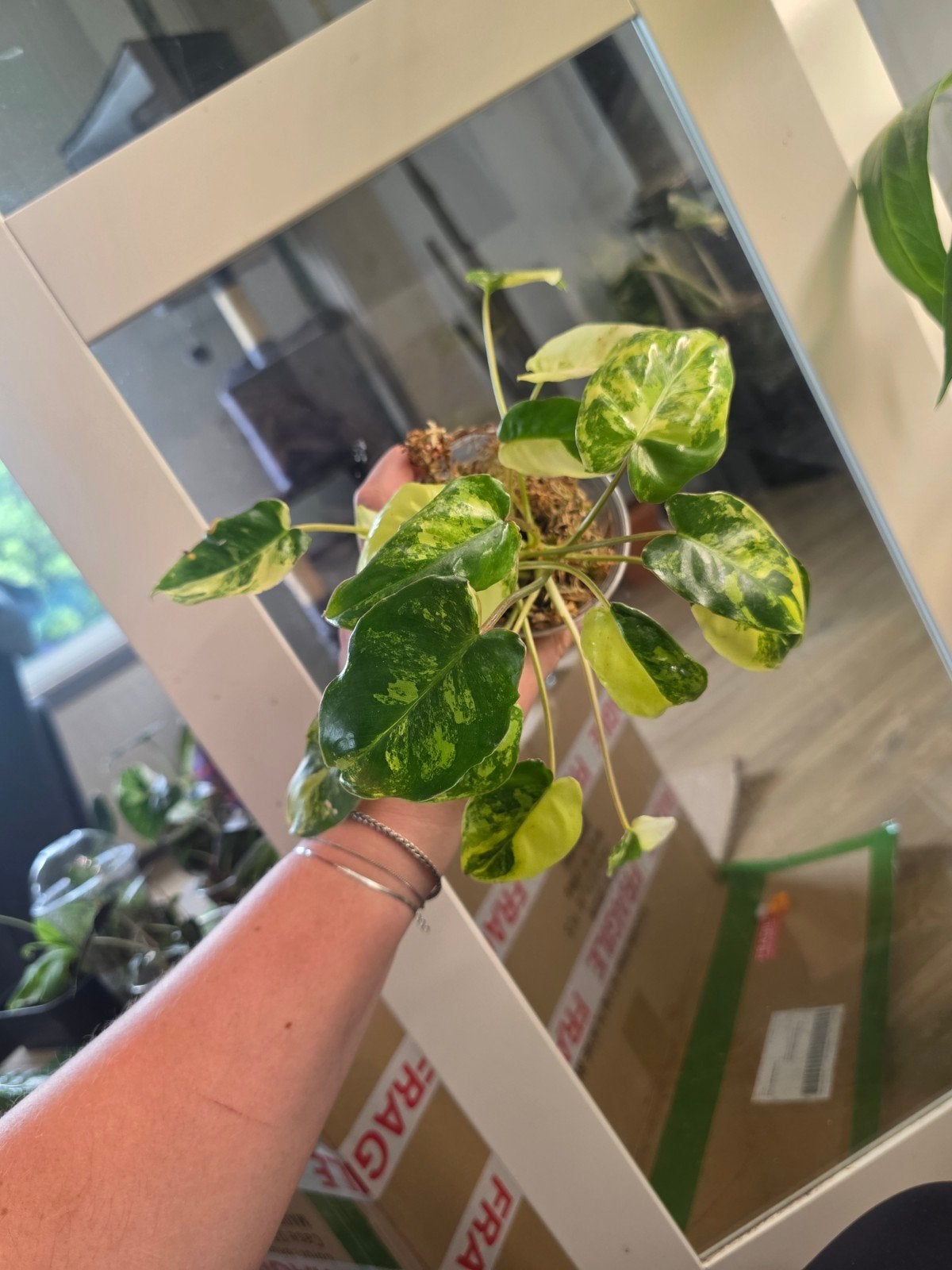 Philodendron burle marx vari, Huis en Inrichting, Kamerplanten, Ophalen of Verzenden, Halfschaduw, Minder dan 100 cm