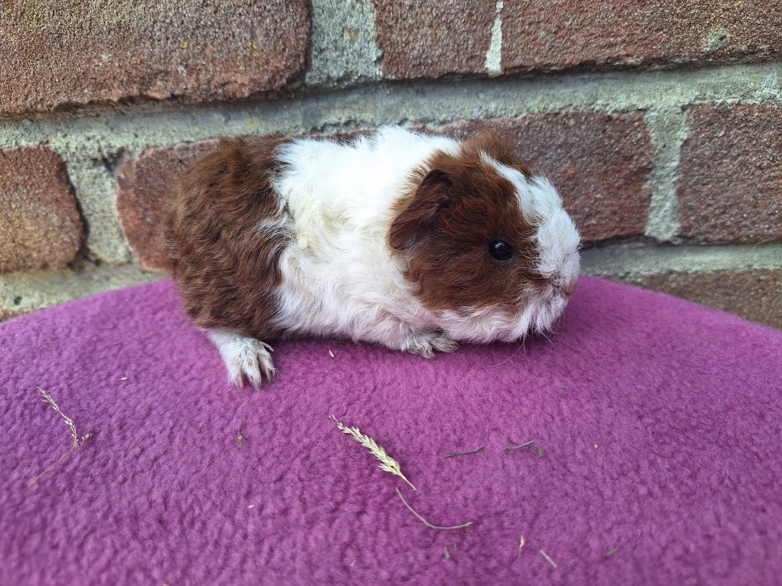 Jonge cavia's peruvian en tessel, Juli, Meerdere dieren, Cavia