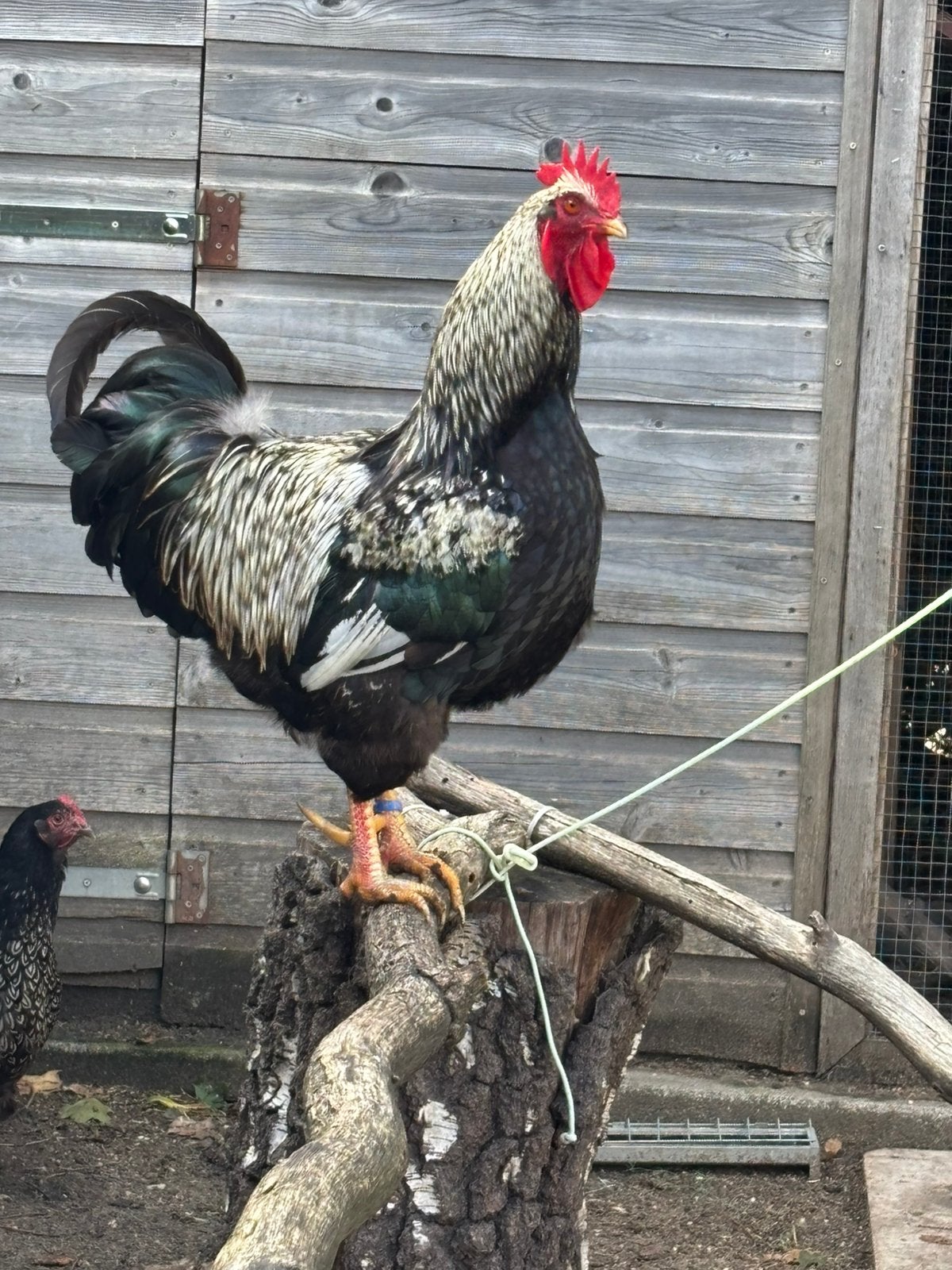 Mooie zilver dubbelgezoomde barnevelder haan, Dieren en Toebehoren, Mannelijk, Kip