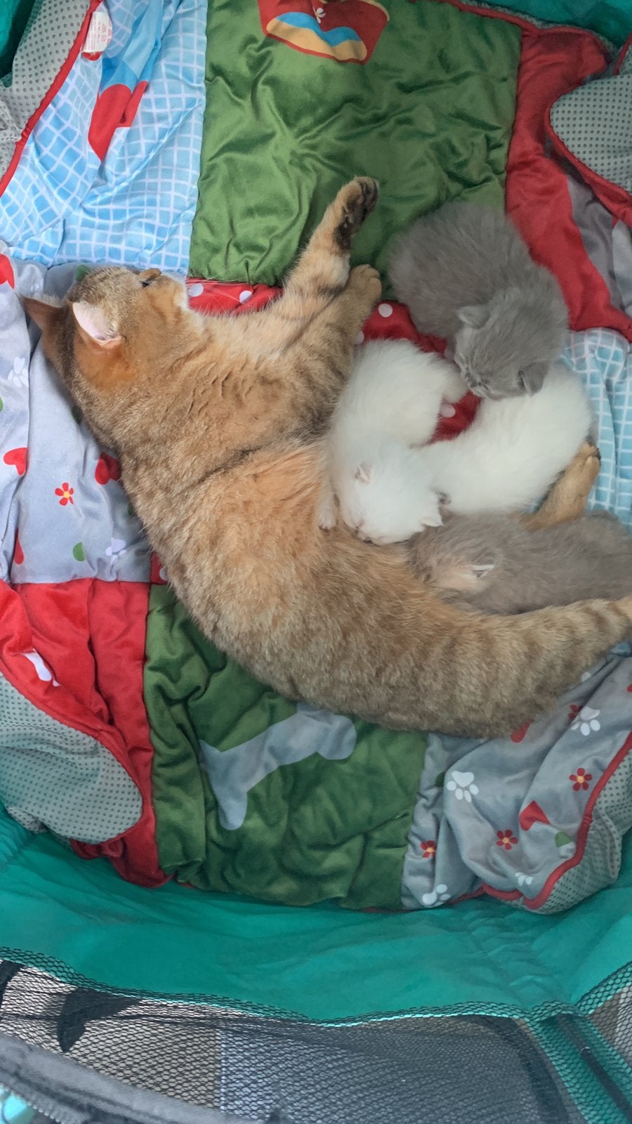 Britse korthaar kittens, Dieren en Toebehoren, Geslacht onbekend, Gechipt, 0 tot 2 jaar