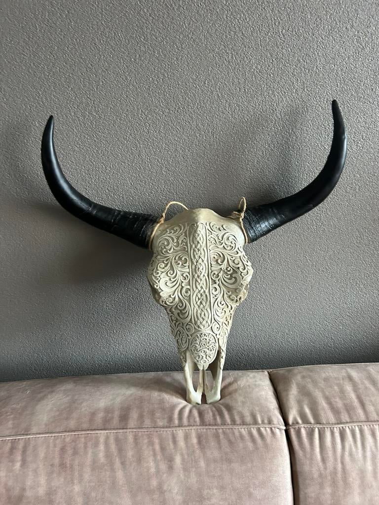 Longhorn schedel, Verzamelen, Dierenverzamelingen, Ophalen, Zo goed als nieuw, Schedel