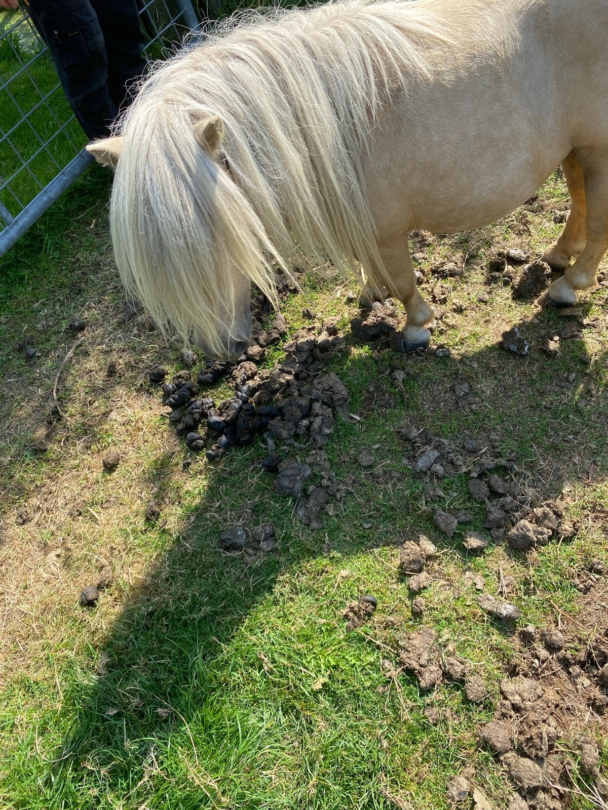 Ter dekking Mini palomino dekhengst (74 cm), Hengst