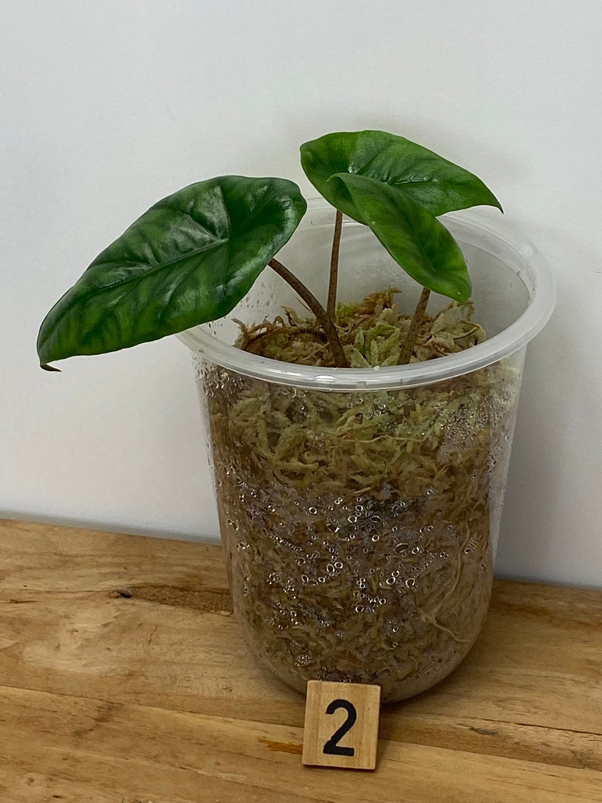 Alocasia Heterophylla “Dragons Breath” Plantjrs #2, Ophalen of Verzenden, Halfschaduw, Minder dan 100 cm