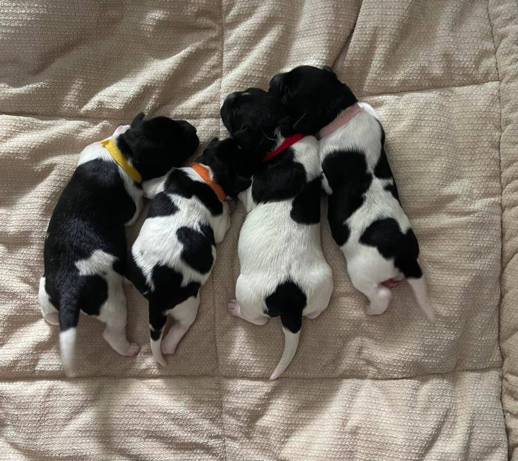 Ras zuivere Friese Stabij puppy’s, Parvo, 8 tot 15 weken, Meerdere, Meerdere dieren