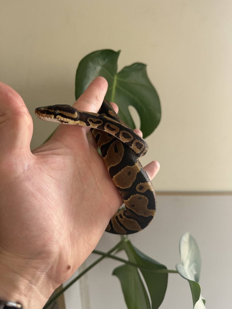 Baby vrouwtje Leopard het clown koningspython, Dieren en Toebehoren, Reptielen en Amfibieën, Slang, Tam, 0 tot 2 jaar