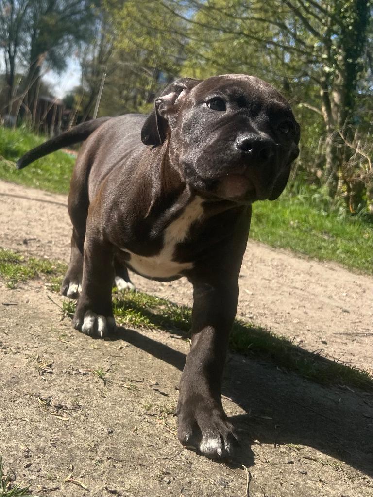 bully XL pups laatste reutje, Dieren en Toebehoren, Honden | Bulldogs, Pinschers en Molossers, Parvo, 8 tot 15 weken, Bulldog