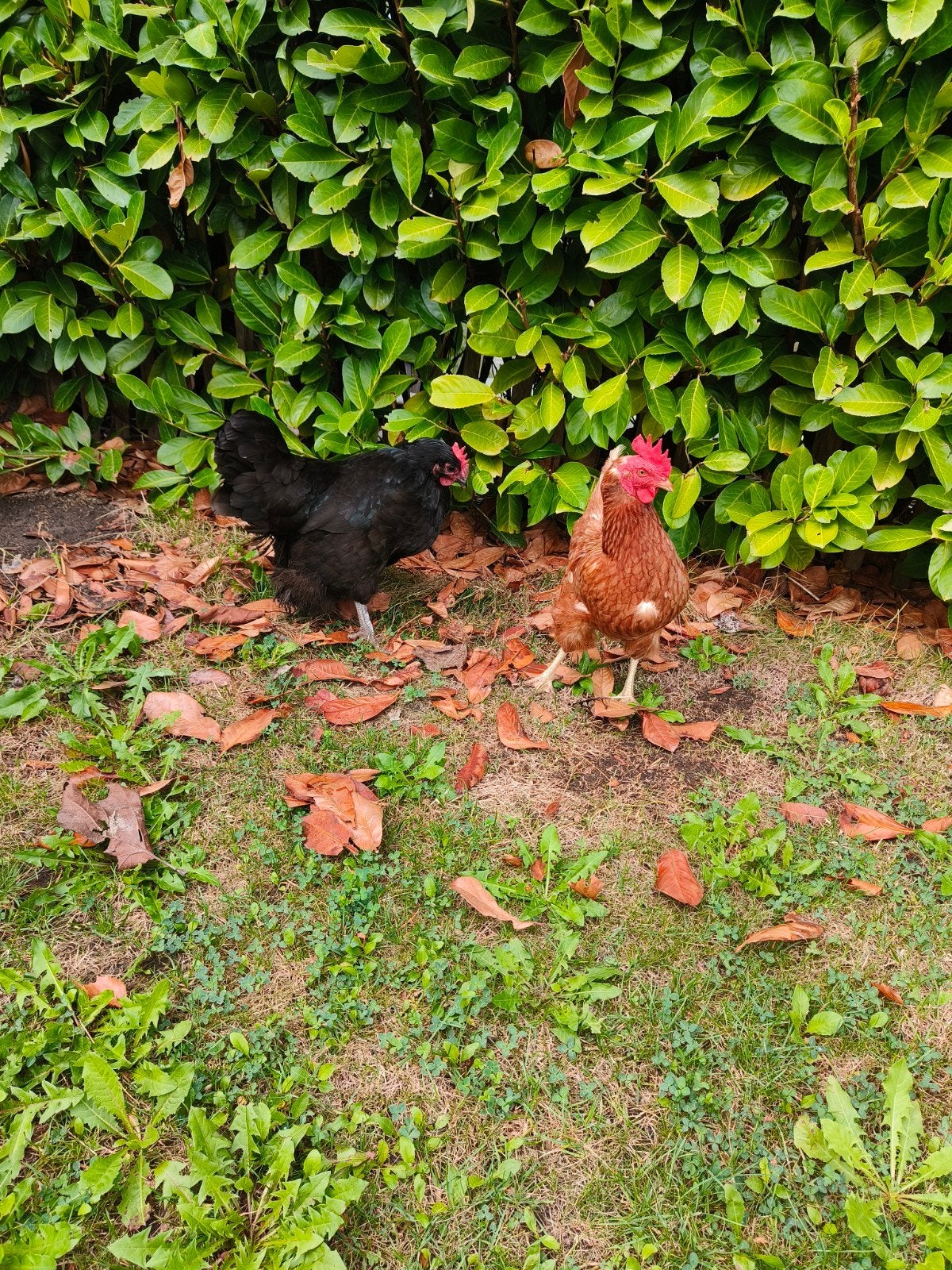 Twee kippen zoeken een nieuw huisje, Dieren en Toebehoren, Ophalen, Kippenhok of Kippenren