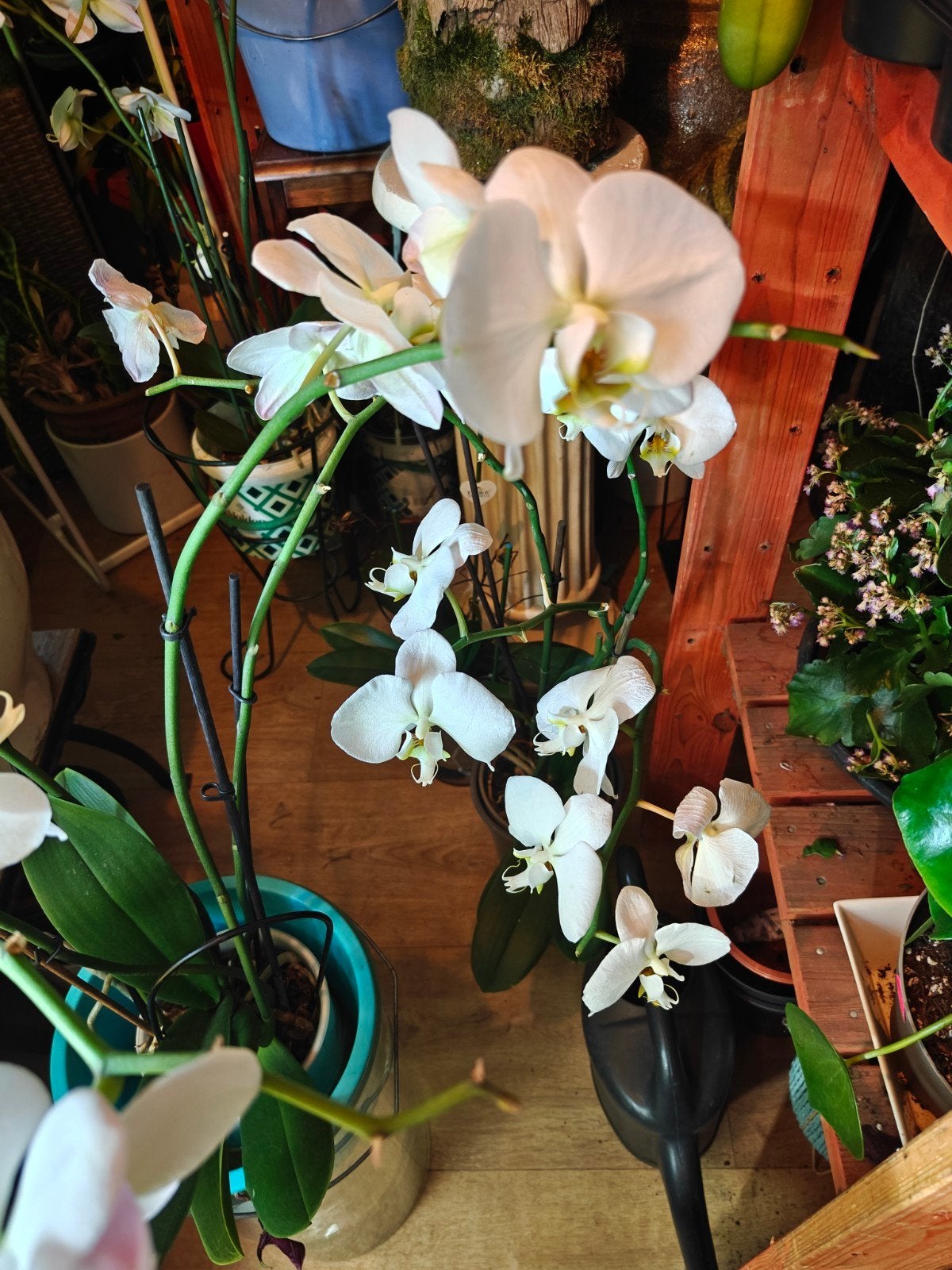 Prachtige witte orchideeën in pot, Overige soorten, In pot, Minder dan 100 cm, Bloeiende kamerplant