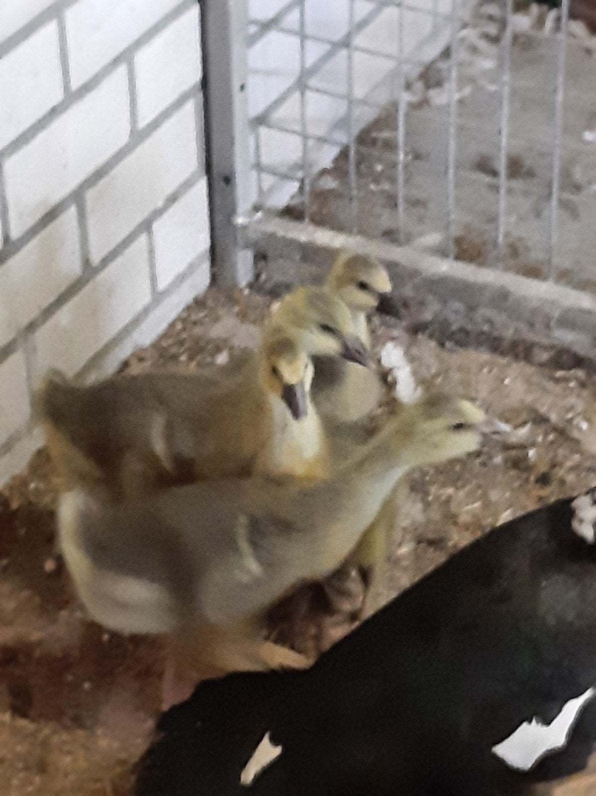 Toulouse ganzen kuikens, Meerdere dieren, Gans of Zwaan