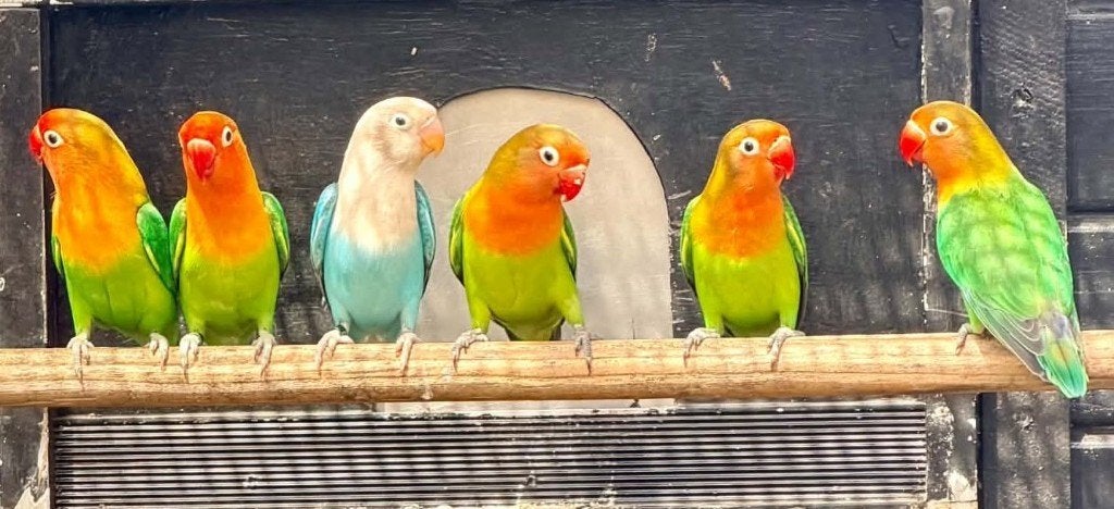 agapornis fischeri dwergpapegaai, Dieren en Toebehoren, Geslacht onbekend, Dwergpapegaai of Agapornis, Tam