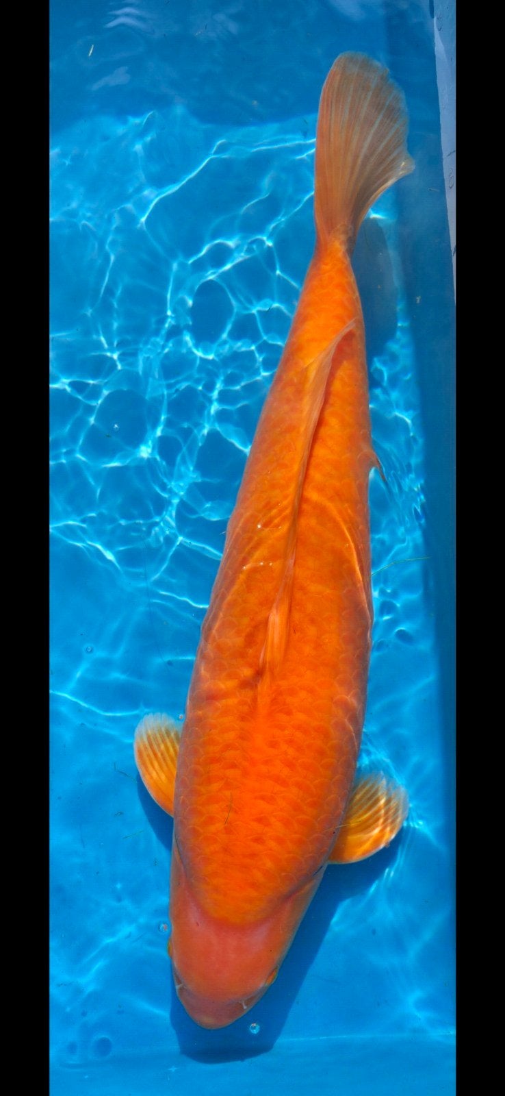 Karashigoi yagenji, Dieren en Toebehoren, Karper of Koi