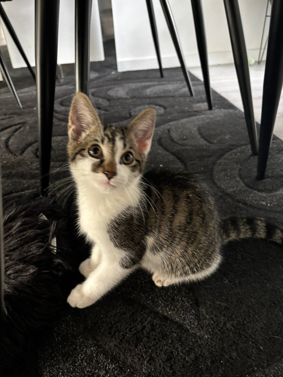 Kitten gratis kater 12 weken oud, Kater