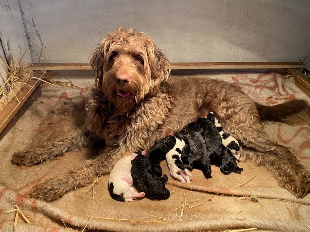 Liefdevolle Labradoodle pups zoeken hun gouden mandje! ️, Overige rassen, CDV (hondenziekte), 8 tot 15 weken, Meerdere