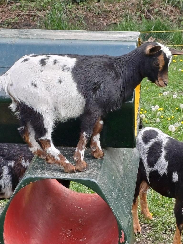 3 jonge gecastreerde bokjes, Dieren en Toebehoren, Geit, 0 tot 2 jaar