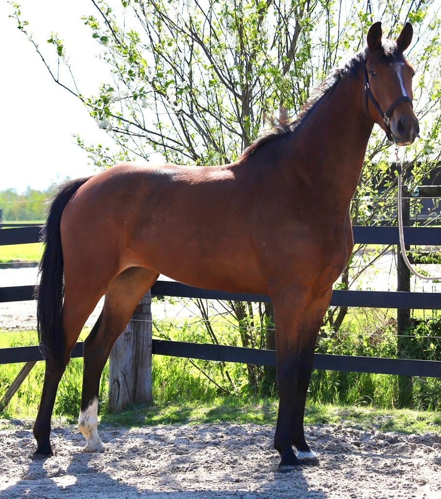 Zeer lieve kwaliteitsvolle 3 jarige merrie Lennox x United, Dieren en Toebehoren, Paarden, Merrie, Met stamboom, Dressuurpaard