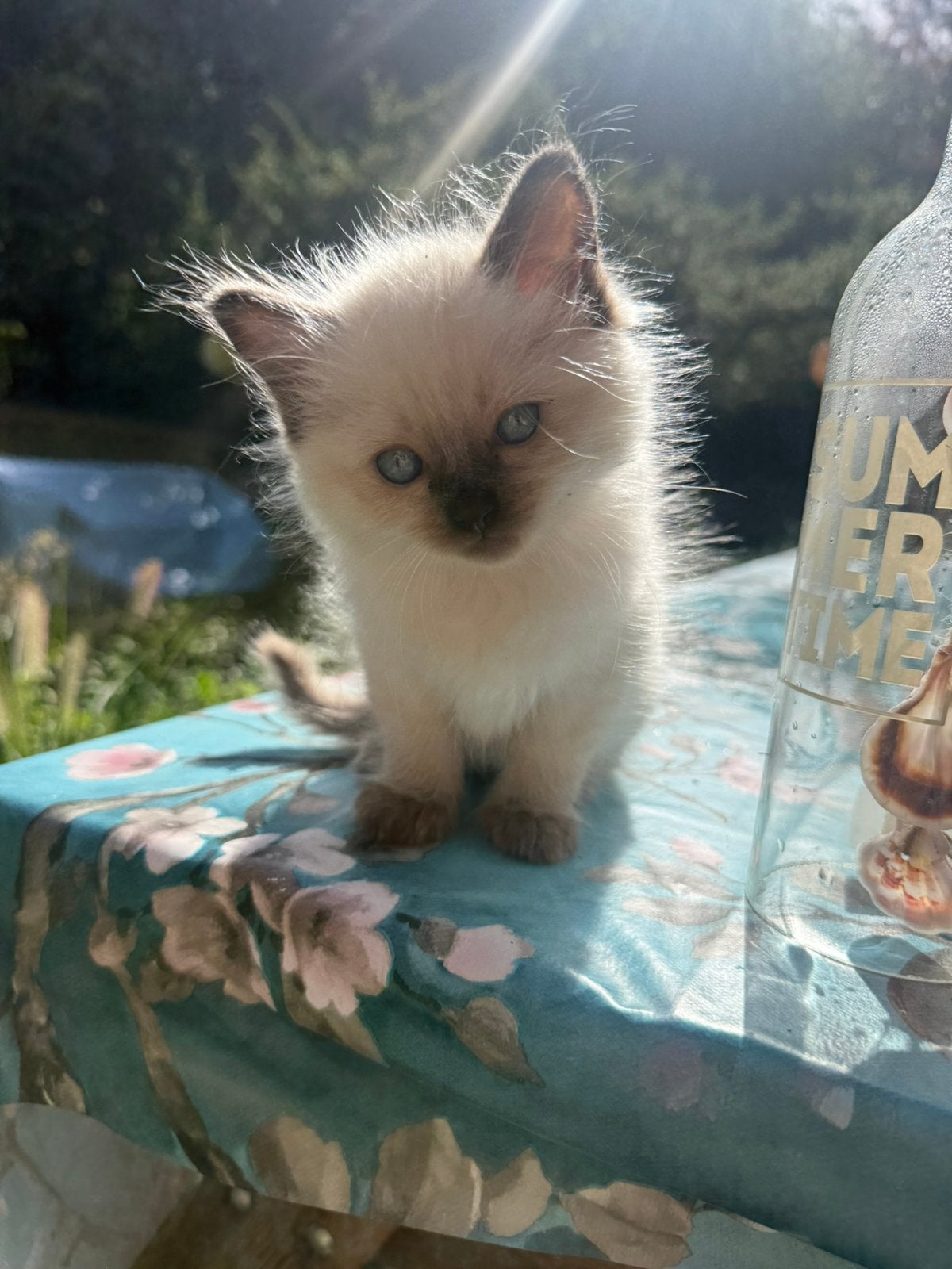 Prachtige Ragdolls raszuiver, Kater, Ontwormd, 0 tot 2 jaar