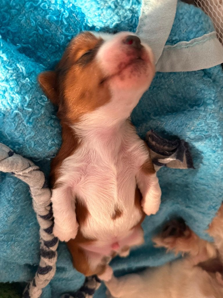 Prachtige Havanezer pups zoeken een liefdevol thuis, Particulier, 15 weken tot 1 jaar, Overige rassen, Buitenland