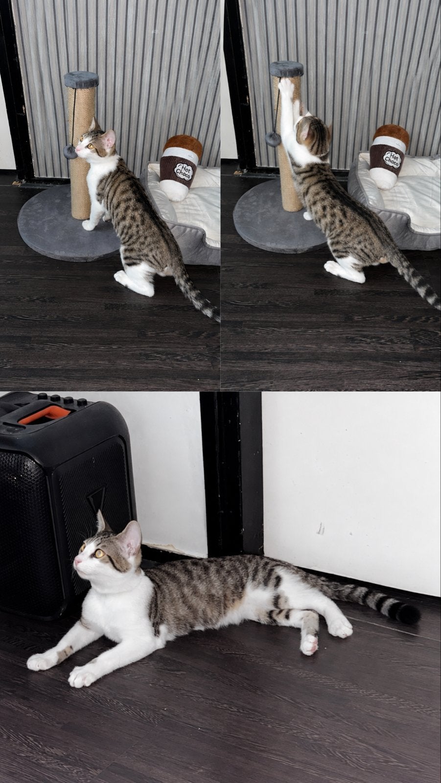 Gratis jonge poes met toebehoren, Kater