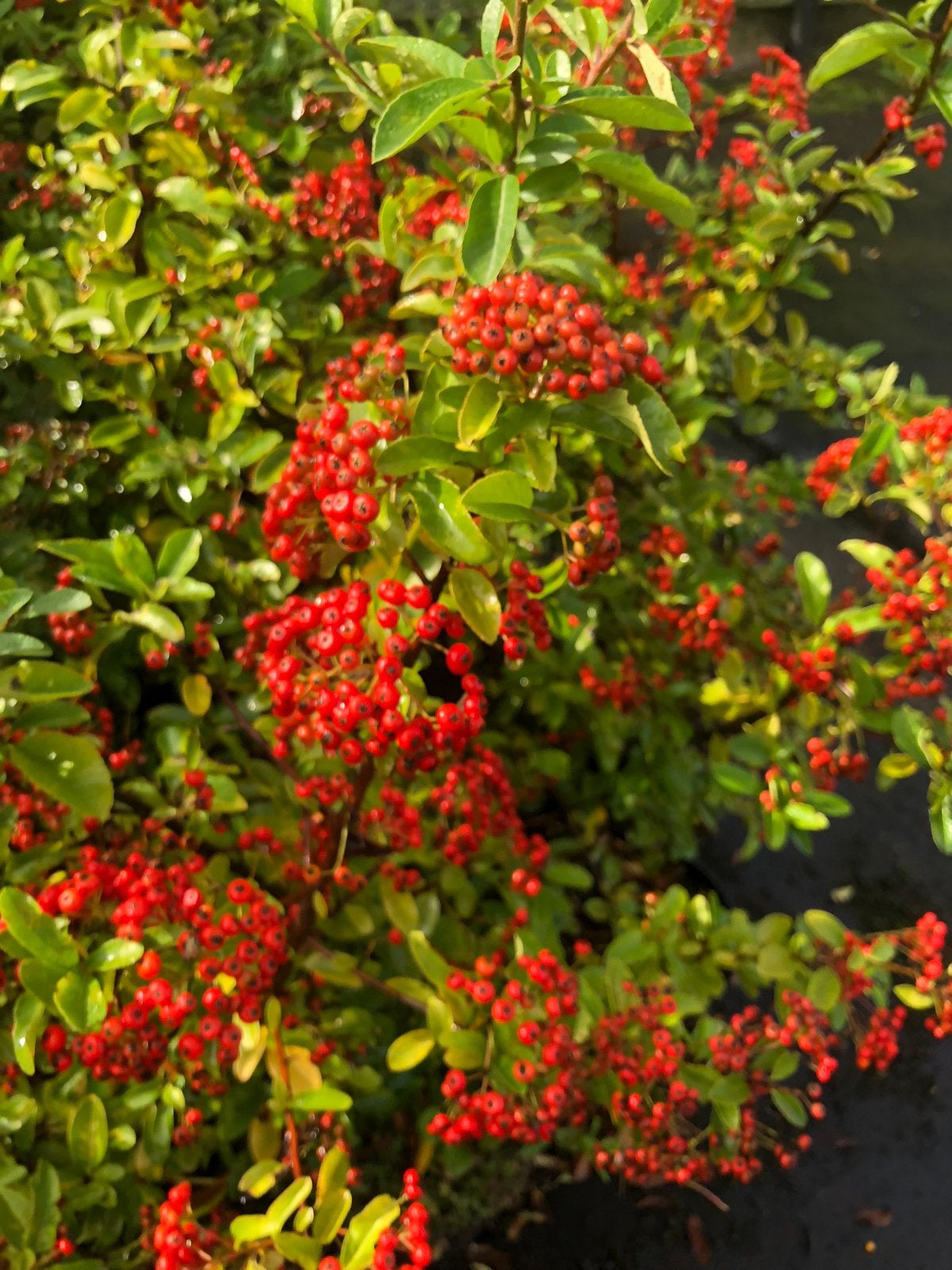 Vuurdoorn /Pyracantha, Ophalen, Vaste plant, Overige soorten, Volle zon