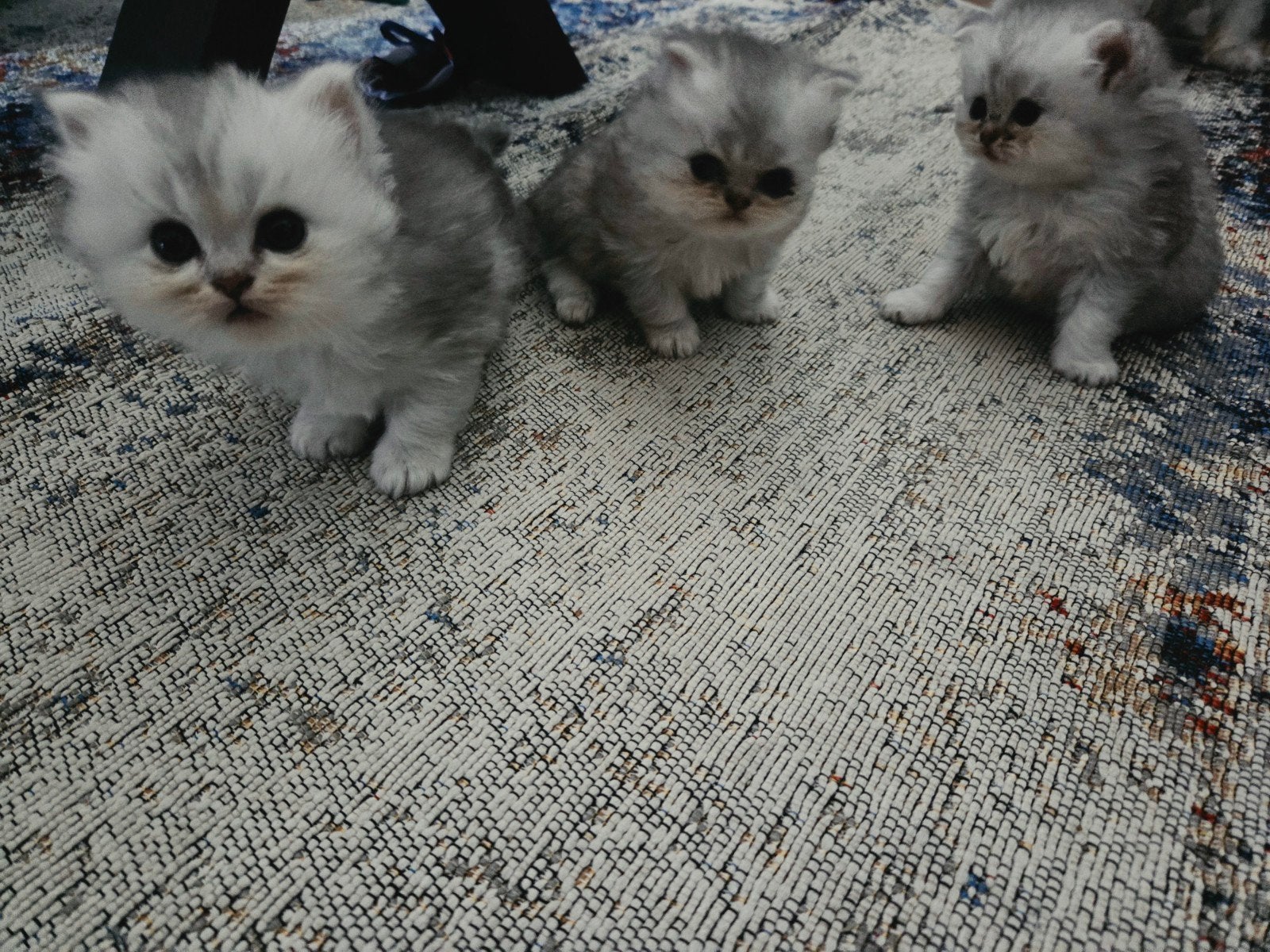 Ragdoll  x Britse Langhaar kittens, Meerdere dieren