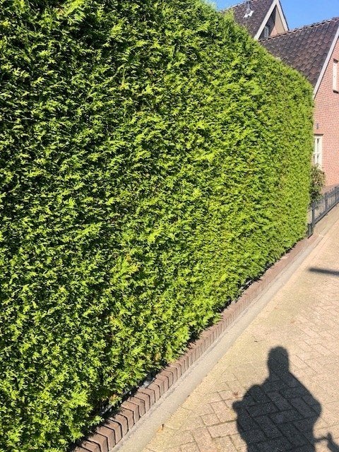 Haag Conifeer, Thuja 'Brabant' NU GOED TE PLANTEN!!!, Ophalen of Verzenden, Conifeer, Haag, 100 tot 250 cm
