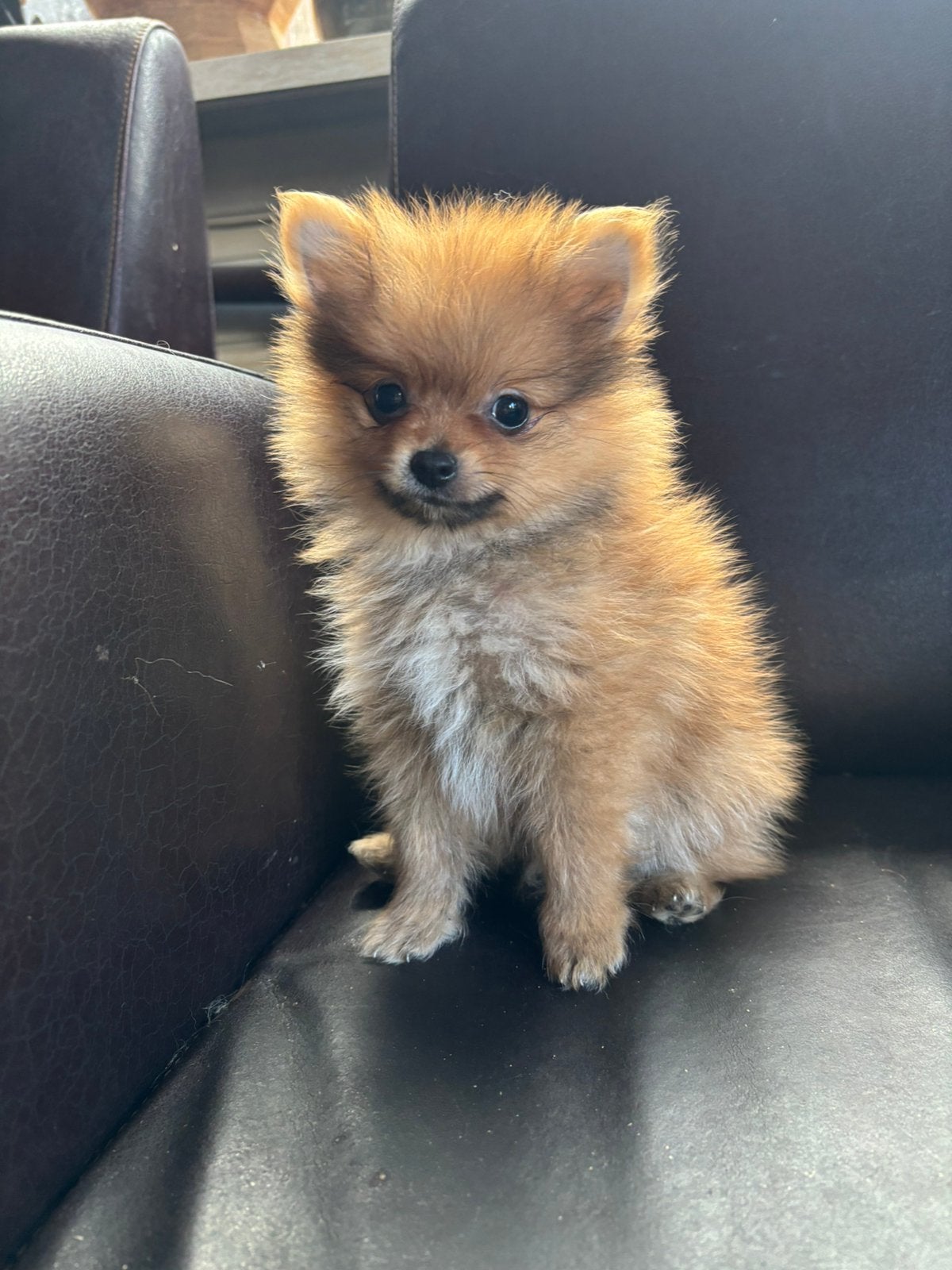 ##  Lieve Pomeriaan x Keeshond pups zoeken een warmhuisje, Keeshond, Reu, 8 tot 15 weken, Meerdere