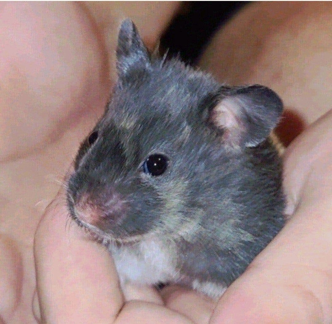 Lieve zwart driekleur hamster baby, vrouwtje, Dieren en Toebehoren, Augustus, Hamster, Tam