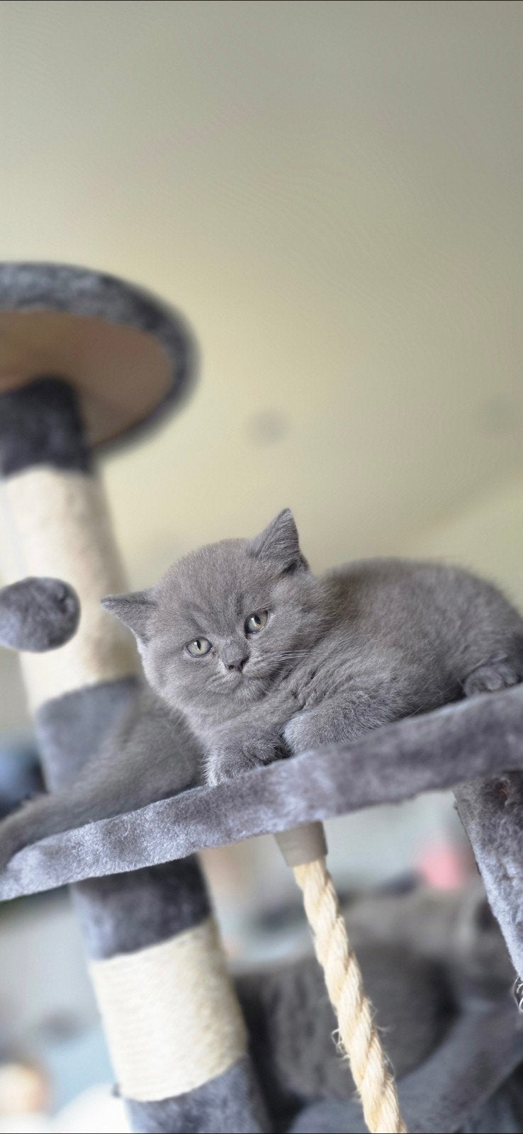 Foto 6 van Britse korthaar kittens - stamboom afkomstig