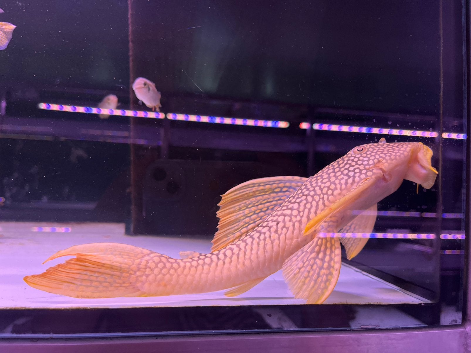 Sunshine pleco