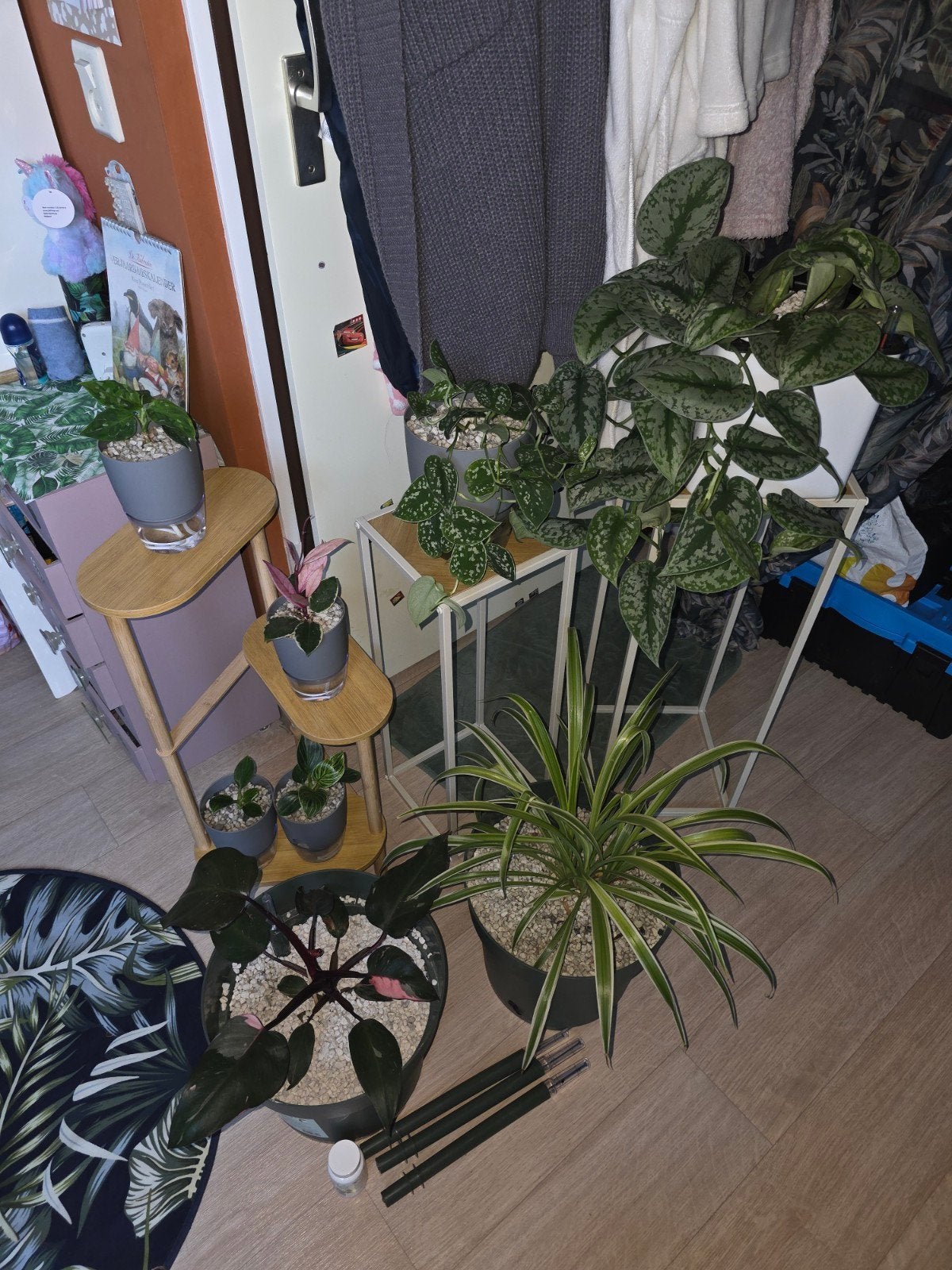Leuke planten set, Ophalen, Halfschaduw, Minder dan 100 cm
