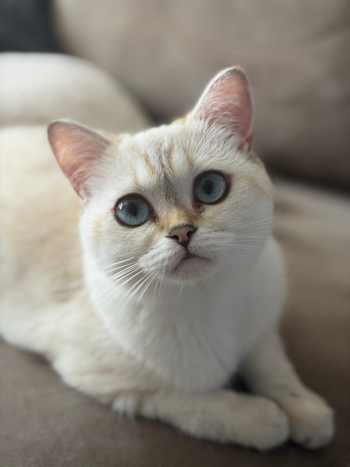 brits korthaar poesje, Poes, Gechipt, 0 tot 2 jaar