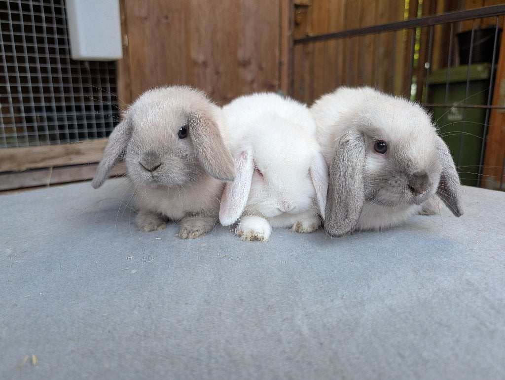 Leuke nhd konijntjes, Dieren en Toebehoren, Konijnen, Meerdere dieren, Dwerg, Hangoor, 0 tot 2 jaar
