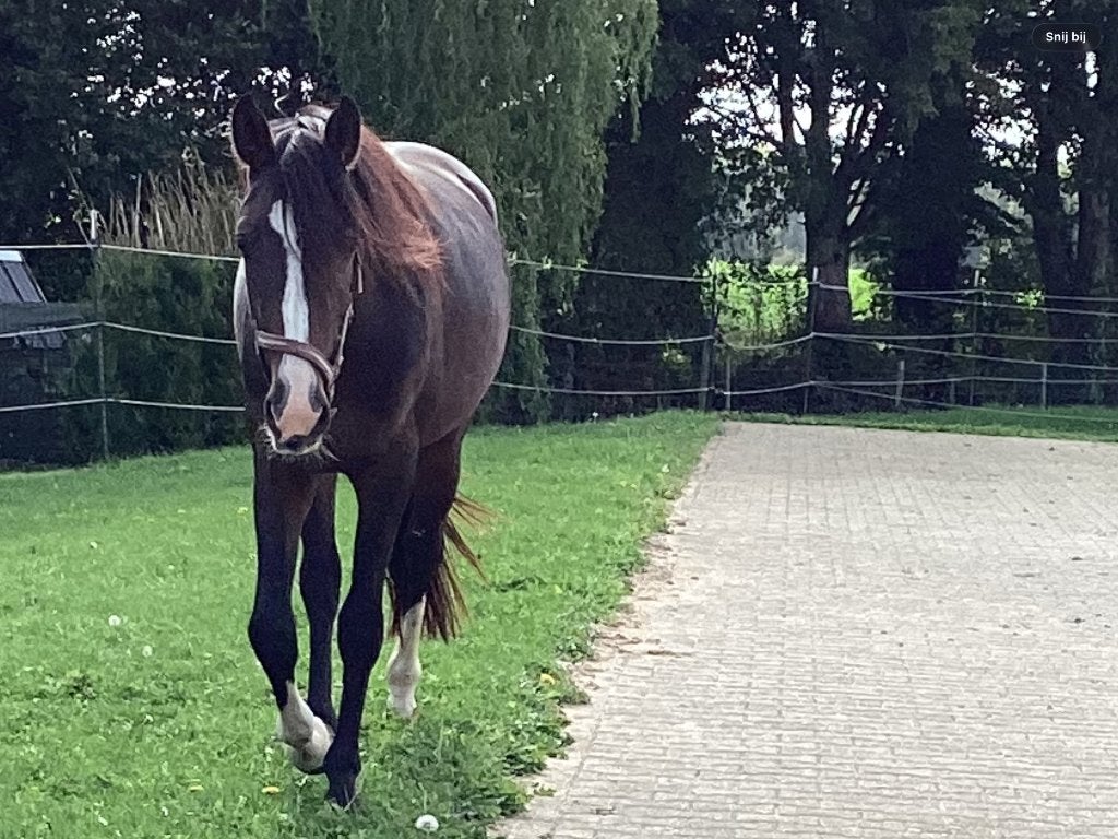 Veulen.   Kleinzoon van de bekende Verdi ., Dieren en Toebehoren, Springpaard, Minder dan 160 cm, Ruin, Niet van toepassing