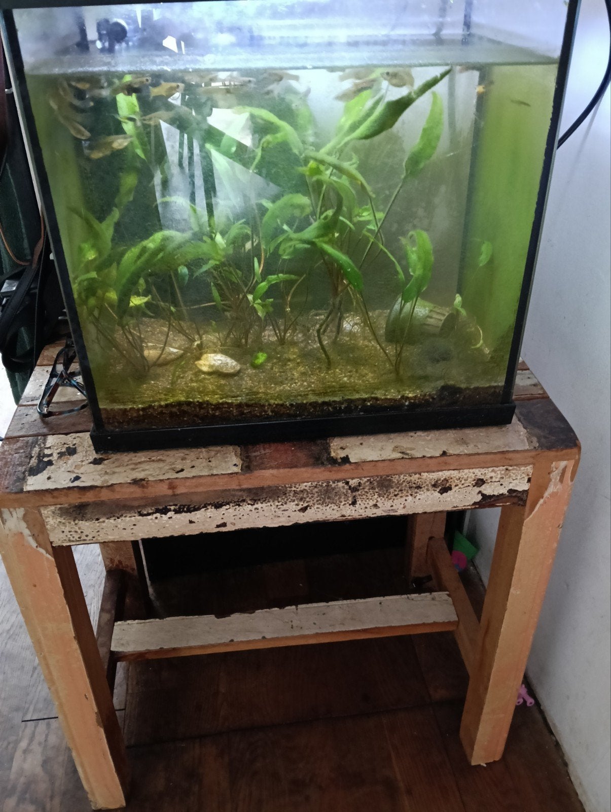 Mooie kleine aquarium met guppen en waterpomp licht doet het, Vis
