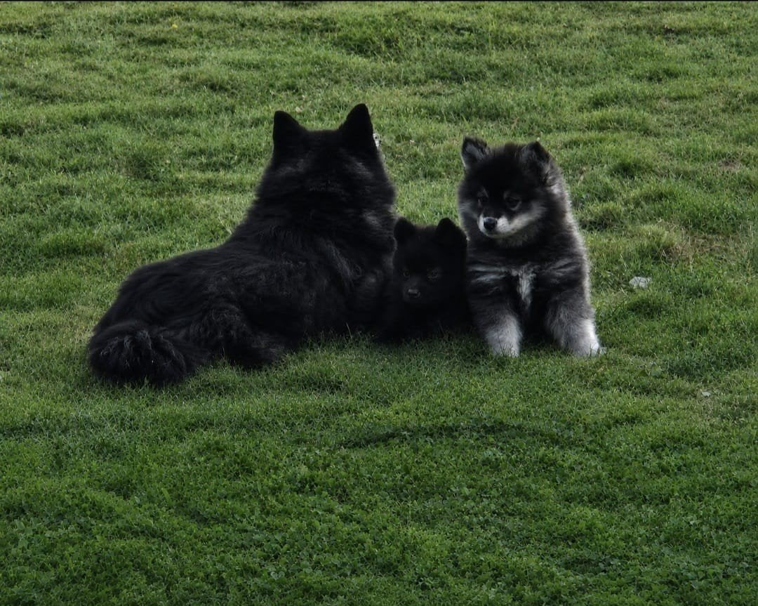 Te koop: pomsky puppies, 8 tot 15 weken, Meerdere, Meerdere dieren, Nederland