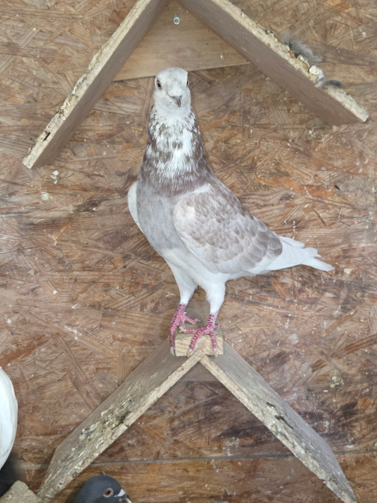 twee rood schimmel doffers, Dieren en Toebehoren, Vogels | Duiven, Mannelijk, Postduif