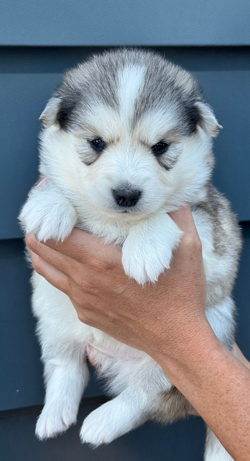 POMSKYNEDERLAND - POMSKY PUPPIES BESCHIKBAAR. (Mini husky), Parvo, Nederland, 8 tot 15 weken, Poolhond