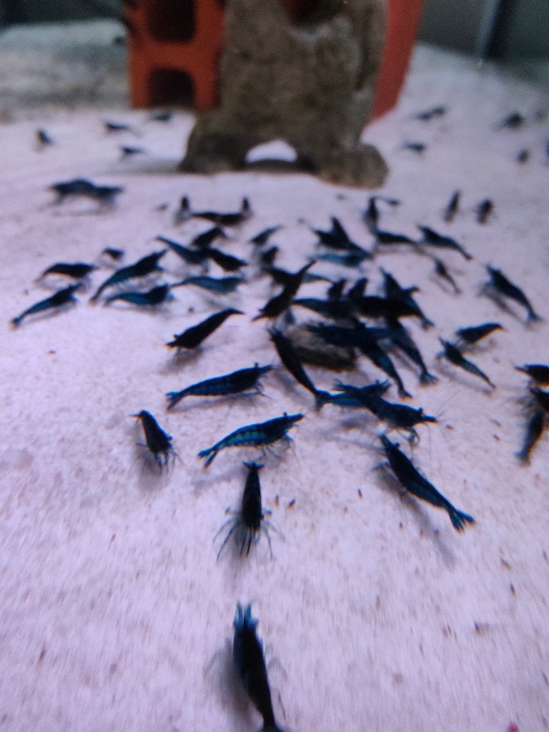 Blauwe garnalen ( neo caridina), Kreeft, Krab of Garnaal, Zoetwatervis
