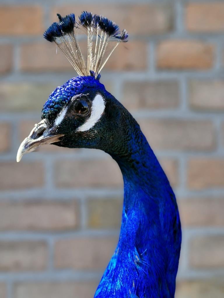 Een prachtige opgezette pauw!, Verzamelen, Ophalen, Nieuw, Wild dier, Opgezet dier