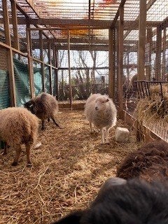 Ouessant schapen | Diverse kleuren | Passend advies