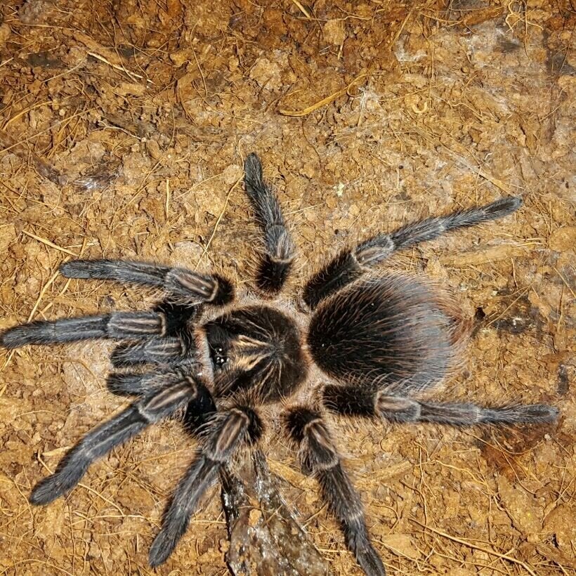 Phormictopus cancerides vrouw (Hispaniolan Giant Tarantula), Dieren en Toebehoren, Insecten en Spinnen, Spin of Schorpioen