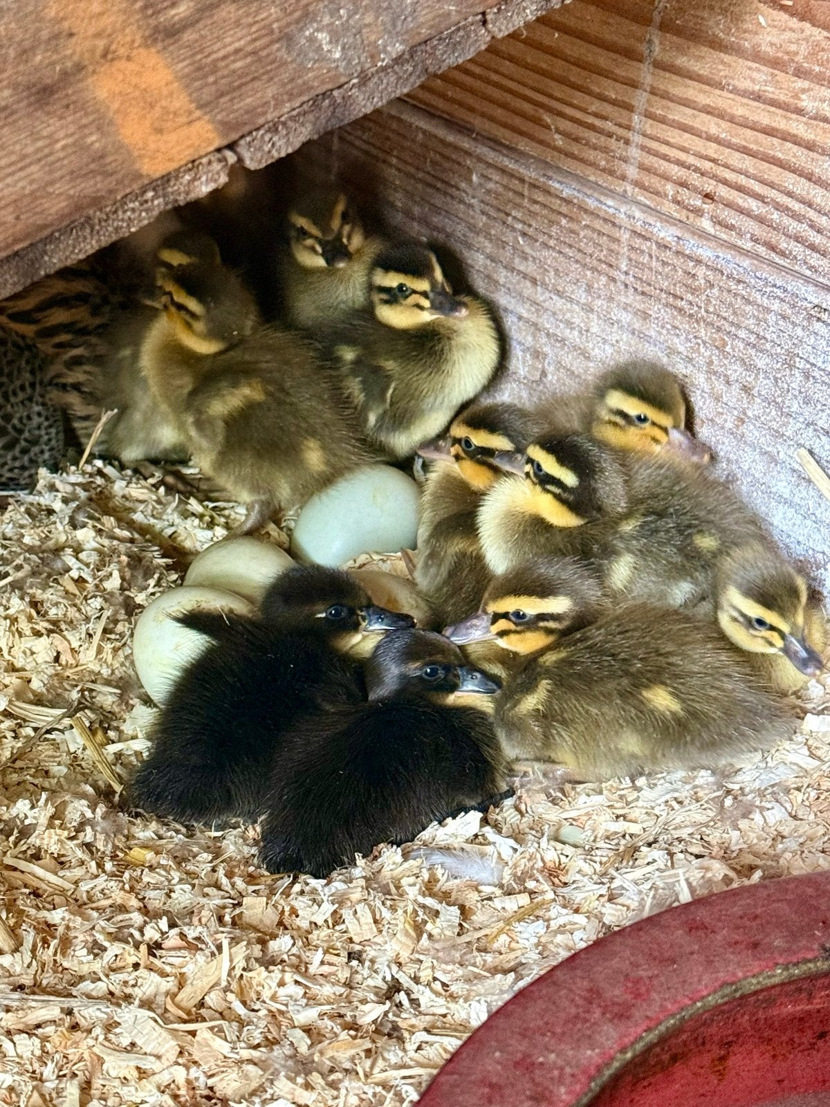 Loopeend kuikens, Dieren en Toebehoren, Pluimvee, Geslacht onbekend, Eend