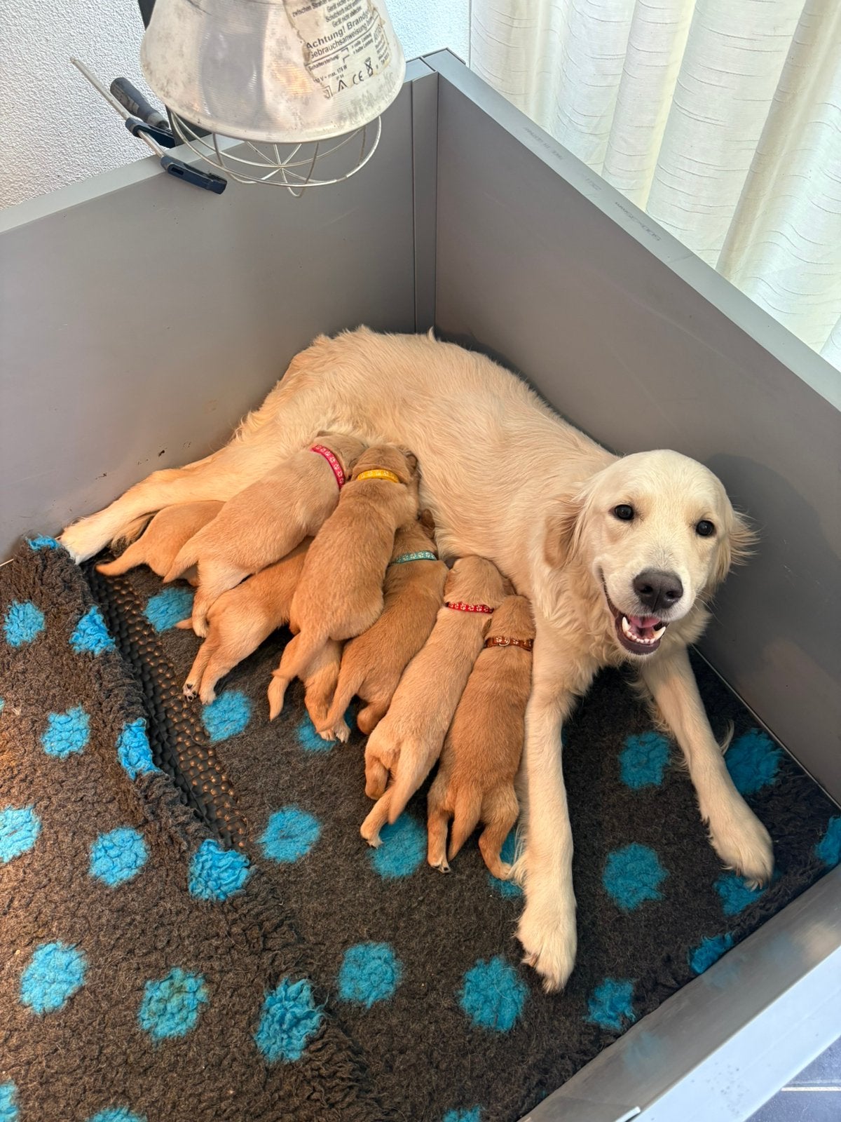 Rode Golden Retriever pups, Dieren en Toebehoren, Golden retriever, CDV (hondenziekte), 8 tot 15 weken, Meerdere